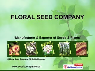 FLORAL SEED COMPANY “ Manufacturer & Exporter of Seeds & Plants” 