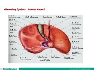 Basic training of ultrasound