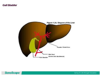 Basic training of ultrasound