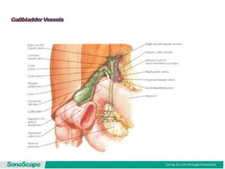 Basic training of ultrasound