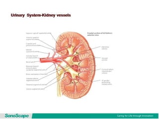 Basic training of ultrasound