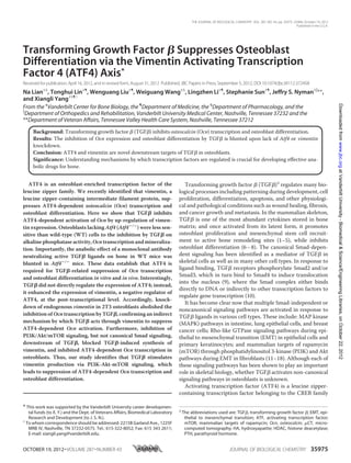 Transforming Growth Factor ␤ Suppresses Osteoblast
Differentiation via the Vimentin Activating Transcription
Factor 4 (ATF4) Axis*
Received for publication,April 16, 2012, and in revised form, August 31, 2012 Published, JBC Papers in Press,September 5, 2012, DOI 10.1074/jbc.M112.372458
Na Lian‡§
, Tonghui Lin‡¶
, Wenguang Liu‡¶
, Weiguang Wang‡§
, Lingzhen Li‡¶
, Stephanie Sun‡¶
, Jeffry S. Nyman‡ʈ
**,
and Xiangli Yang‡§¶1
From the ‡
Vanderbilt Center for Bone Biology, the ¶
Department of Medicine, the §
Department of Pharmacology, and the
ʈ
Department of Orthopedics and Rehabilitation, Vanderbilt University Medical Center, Nashville, Tennessee 37232 and the
**Department of Veteran Affairs, Tennessee Valley Health Care System, Nashville, Tennessee 37212
Background: Transforming growth factor ␤ (TGF␤) inhibits osteocalcin (Ocn) transcription and osteoblast differentiation.
Results: The inhibition of Ocn expression and osteoblast differentiation by TGF␤ is blunted upon lack of Atf4 or vimentin
knockdown.
Conclusion: ATF4 and vimentin are novel downstream targets of TGF␤ in osteoblasts.
Significance: Understanding mechanisms by which transcription factors are regulated is crucial for developing effective ana-
bolic drugs for bone.
ATF4 is an osteoblast-enriched transcription factor of the
leucine zipper family. We recently identified that vimentin, a
leucine zipper-containing intermediate filament protein, sup-
presses ATF4-dependent osteocalcin (Ocn) transcription and
osteoblast differentiation. Here we show that TGF␤ inhibits
ATF4-dependent activation of Ocn by up-regulation of vimen-
tin expression. Osteoblasts lacking Atf4 (Atf4؊/؊
) were less sen-
sitive than wild-type (WT) cells to the inhibition by TGF␤ on
alkaline phosphatase activity, Ocn transcription and mineraliza-
tion. Importantly, the anabolic effect of a monoclonal antibody
neutralizing active TGF␤ ligands on bone in WT mice was
blunted in Atf4؊/؊
mice. These data establish that ATF4 is
required for TGF␤-related suppression of Ocn transcription
and osteoblast differentiation in vitro and in vivo. Interestingly,
TGF␤ did not directly regulate the expression of ATF4; instead,
it enhanced the expression of vimentin, a negative regulator of
ATF4, at the post-transcriptional level. Accordingly, knock-
down of endogenous vimentin in 2T3 osteoblasts abolished the
inhibition of Ocn transcription by TGF␤, confirming an indirect
mechanism by which TGF␤ acts through vimentin to suppress
ATF4-dependent Ocn activation. Furthermore, inhibition of
PI3K/Akt/mTOR signaling, but not canonical Smad signaling,
downstream of TGF␤, blocked TGF␤-induced synthesis of
vimentin, and inhibited ATF4-dependent Ocn transcription in
osteoblasts. Thus, our study identifies that TGF␤ stimulates
vimentin production via PI3K-Akt-mTOR signaling, which
leads to suppression of ATF4-dependent Ocn transcription and
osteoblast differentiation.
Transforming growth factor ␤ (TGF␤)2
regulates many bio-
logical processes including patterning during development, cell
proliferation, differentiation, apoptosis, and other physiologi-
cal and pathological conditions such as wound healing, fibrosis,
and cancer growth and metastasis. In the mammalian skeleton,
TGF␤ is one of the most abundant cytokines stored in bone
matrix; and once activated from its latent form, it promotes
osteoblast proliferation and mesenchymal stem cell recruit-
ment to active bone remodeling sites (1–5), while inhibits
osteoblast differentiation (6–8). The canonical Smad-depen-
dent signaling has been identified as a mediator of TGF␤ in
skeletal cells as well as in many other cell types. In response to
ligand binding, TGF␤ receptors phosphorylate Smad2 and/or
Smad3, which in turn bind to Smad4 to induce translocation
into the nucleus (9), where the Smad complex either binds
directly to DNA or indirectly to other transcription factors to
regulate gene transcription (10).
It has become clear now that multiple Smad-independent or
noncanonical signaling pathways are activated in response to
TGF␤ ligands in various cell types. These include: MAP kinase
(MAPK) pathways in intestine, lung epithelial cells, and breast
cancer cells; Rho-like GTPase signaling pathways during epi-
thelial to mesenchymal transition (EMT) in epithelial cells and
primary keratinocytes; and mammalian targets of rapamycin
(mTOR) through phosphatidylinositol 3-kinase (PI3K) and Akt
pathways during EMT in fibroblasts (11–18). Although each of
these signaling pathways has been shown to play an important
role in skeletal biology, whether TGF␤ activates non-canonical
signaling pathways in osteoblasts is unknown.
Activating transcription factor (ATF4) is a leucine zipper-
containing transcription factor belonging to the CREB family
* This work was supported by the Vanderbilt University career developmen-
tal funds (to X. Y.) and the Dept. of Veterans Affairs, Biomedical Laboratory
Research and Development (to J. S. N.).
1
To whom correspondence should be addressed: 2215B Garland Ave., 1225F
MRB IV, Nashville, TN 37232-0575. Tel.: 615-322-8052; Fax: 615 343 2611;
E-mail: xiangli.yang@vanderbilt.edu.
2
The abbreviations used are: TGF␤, transforming growth factor ␤; EMT, epi-
thelial to mesenchymal transition; ATF, activating transcription factor;
mTOR, mammalian targets of rapamycin; Ocn, osteocalcin; ␮CT, micro-
computed tomography; HA, hydroxyapatite; HDAC, histone deacetylase;
PTH, parathyroid hormone.
THE JOURNAL OF BIOLOGICAL CHEMISTRY VOL. 287, NO. 43, pp. 35975–35984, October 19, 2012
Published in the U.S.A.
OCTOBER 19, 2012•VOLUME 287•NUMBER 43 JOURNAL OF BIOLOGICAL CHEMISTRY 35975
atVanderbiltUniversity-Biomedical&Science/EngineeringLibraries,onOctober22,2012www.jbc.orgDownloadedfrom
 