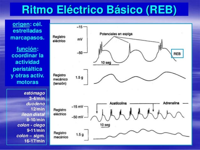 Ritmo Electrico Basico Del Tracto Gastrointestinal