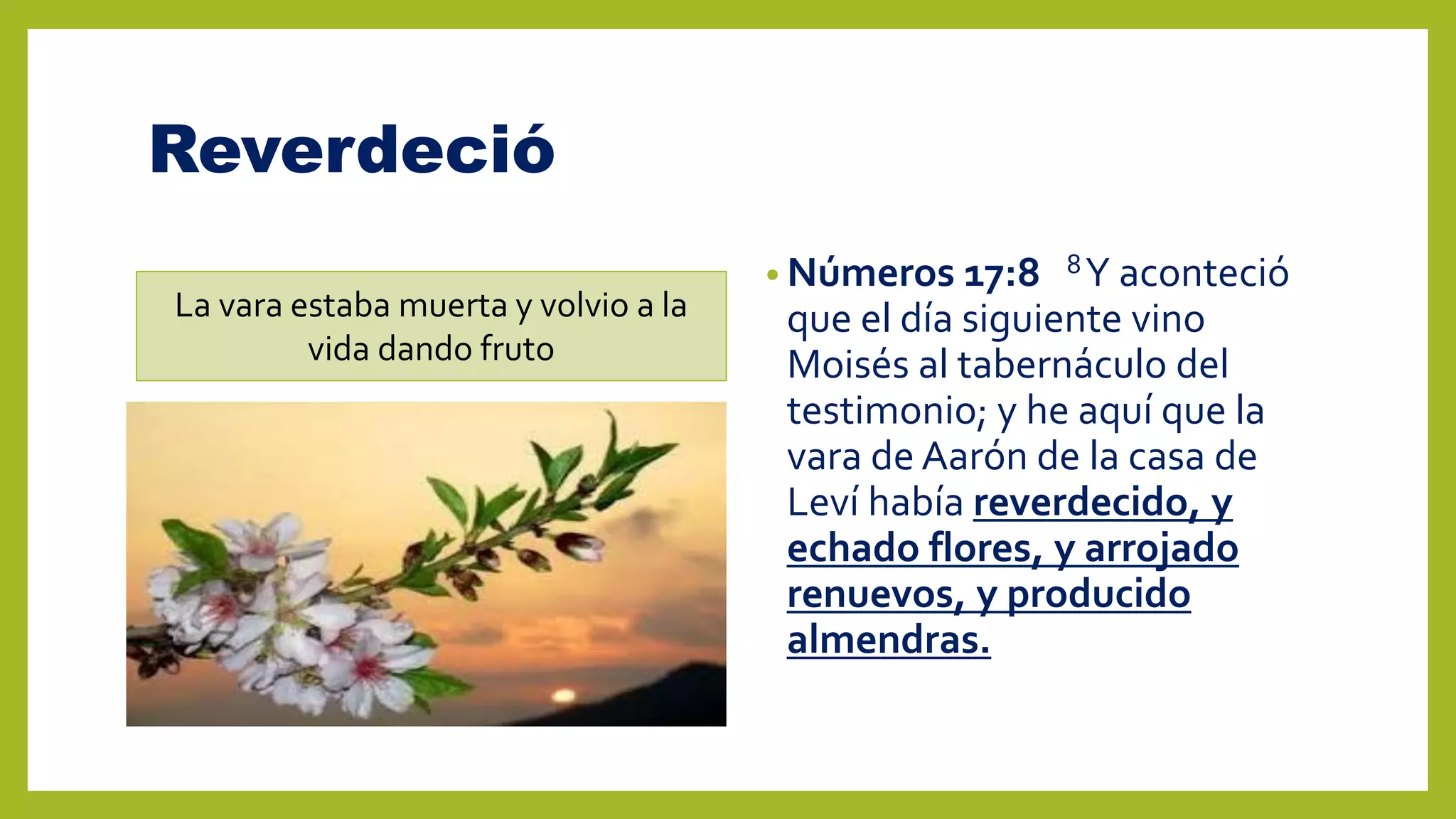 39 el santuario vara de aaron | PDF