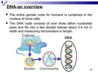 DNA-an overview
 The entire genetic code for humans is contained in the
nucleus of most cells.
 The DNA code consists of over three billion nucleotide
pairs and fits into a few double helices about 3.4 nm in
width and measuring micrometers in length.
11
 