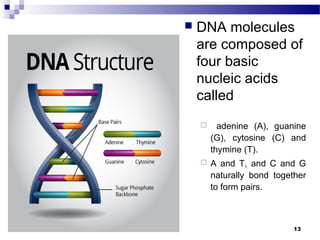  DNA molecules
are composed of
four basic
nucleic acids
called
 adenine (A), guanine
(G), cytosine (C) and
thymine (T).
 A and T, and C and G
naturally bond together
to form pairs.
13
 