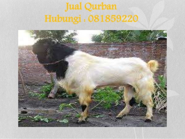 Hubungi 0818592209 Harga Hewan Qurban Sapi Terbesar Harga Hewan Qu