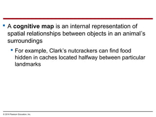 © 2014 Pearson Education, Inc.
 A cognitive map is an internal representation of
spatial relationships between objects in an animal’s
surroundings
 For example, Clark’s nutcrackers can find food
hidden in caches located halfway between particular
landmarks
 