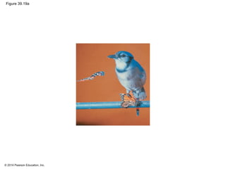 © 2014 Pearson Education, Inc.
Figure 39.19a
 