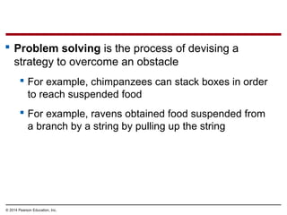 © 2014 Pearson Education, Inc.
 Problem solving is the process of devising a
strategy to overcome an obstacle
 For example, chimpanzees can stack boxes in order
to reach suspended food
 For example, ravens obtained food suspended from
a branch by a string by pulling up the string
 