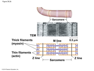 © 2014 Pearson Education, Inc.
Figure 39.2b
Sarcomere
Thick filaments
(myosin)
Z line
Sarcomere
Thin filaments
(actin)
Z line
M line
TEM
0.5 µm
 