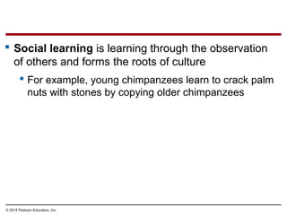 © 2014 Pearson Education, Inc.
 Social learning is learning through the observation
of others and forms the roots of culture
 For example, young chimpanzees learn to crack palm
nuts with stones by copying older chimpanzees
 