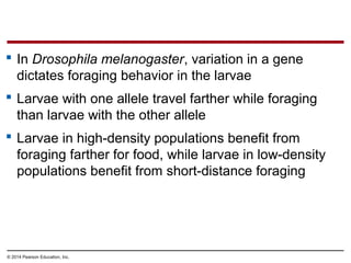 © 2014 Pearson Education, Inc.
 In Drosophila melanogaster, variation in a gene
dictates foraging behavior in the larvae
 Larvae with one allele travel farther while foraging
than larvae with the other allele
 Larvae in high-density populations benefit from
foraging farther for food, while larvae in low-density
populations benefit from short-distance foraging
 