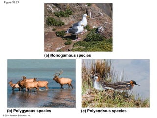 © 2014 Pearson Education, Inc.
Figure 39.21
(a) Monogamous species
(b) Polygynous species (c) Polyandrous species
 
