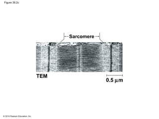 © 2014 Pearson Education, Inc.
Figure 39.2c
Sarcomere
TEM
0.5 µm
 