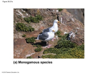 © 2014 Pearson Education, Inc.
Figure 39.21a
(a) Monogamous species
 