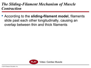 © 2014 Pearson Education, Inc.
The Sliding-Filament Mechanism of Muscle
Contraction
 According to the sliding-filament model, filaments
slide past each other longitudinally, causing an
overlap between thin and thick filaments
Video: Cardiac Muscle
 