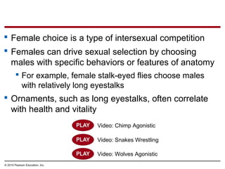 © 2014 Pearson Education, Inc.
 Female choice is a type of intersexual competition
 Females can drive sexual selection by choosing
males with specific behaviors or features of anatomy
 For example, female stalk-eyed flies choose males
with relatively long eyestalks
 Ornaments, such as long eyestalks, often correlate
with health and vitality
Video: Chimp Agonistic
Video: Snakes Wrestling
Video: Wolves Agonistic
 