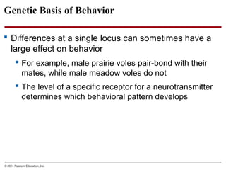 © 2014 Pearson Education, Inc.
Genetic Basis of Behavior
 Differences at a single locus can sometimes have a
large effect on behavior
 For example, male prairie voles pair-bond with their
mates, while male meadow voles do not
 The level of a specific receptor for a neurotransmitter
determines which behavioral pattern develops
 