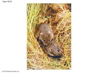 © 2014 Pearson Education, Inc.
Figure 39.24
 