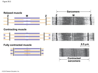 © 2014 Pearson Education, Inc.
Figure 39.3
Sarcomere
Relaxed muscle
Contracting muscle
Fully contracted muscle
Z ZZZ MM
Contracted
sarcomere
0.5 µm
 