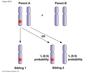 © 2014 Pearson Education, Inc.
Figure 39.27
Parent A Parent B
Sibling 1 Sibling 2
½ (0.5)
probability
OR
½ (0.5)
probability
 