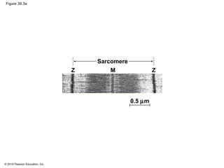 © 2014 Pearson Education, Inc.
Figure 39.3a
Sarcomere
ZZ M
0.5 µm
 