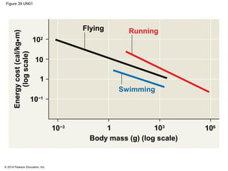 © 2014 Pearson Education, Inc.
Figure 39.UN01
Flying Running
Swimming
Body mass (g) (log scale)
10−3 103
1061
102
10−1
10
1
Energycost(cal/kg•m)
(logscale)
 