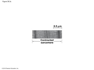© 2014 Pearson Education, Inc.
Figure 39.3c
Contracted
sarcomere
0.5 µm
 