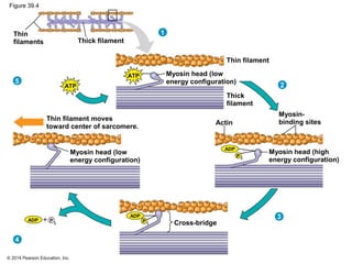 © 2014 Pearson Education, Inc.
Figure 39.4
Thin
filaments Thick filament
Thin filament moves
toward center of sarcomere.
Cross-bridge
Myosin head (low
energy configuration)
Myosin head (low
energy configuration)
Thin filament
Thick
filament
Myosin head (high
energy configuration)
ATP
Myosin-
binding sites
ATP
Actin
ADP P
i
ADP
P i
ADP
P i
5
1
2
3
4
 
