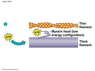 © 2014 Pearson Education, Inc.
Figure 39.4a
Myosin head (low
energy configuration)
Thin
filament
Thick
filament
ATP
1
ATP
 