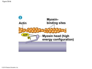 © 2014 Pearson Education, Inc.
Figure 39.4b
2
Myosin head (high
energy configuration)
Myosin-
binding sitesActin
ADP
P i
 
