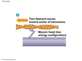 © 2014 Pearson Education, Inc.
Figure 39.4d
4
Thin filament moves
toward center of sarcomere.
Myosin head (low
energy configuration)
 