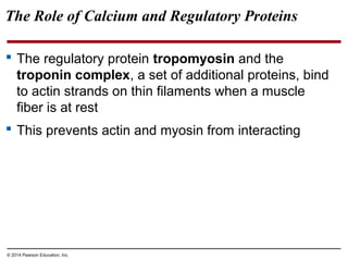 © 2014 Pearson Education, Inc.
The Role of Calcium and Regulatory Proteins
 The regulatory protein tropomyosin and the
troponin complex, a set of additional proteins, bind
to actin strands on thin filaments when a muscle
fiber is at rest
 This prevents actin and myosin from interacting
 
