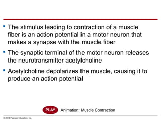 © 2014 Pearson Education, Inc.
 The stimulus leading to contraction of a muscle
fiber is an action potential in a motor neuron that
makes a synapse with the muscle fiber
 The synaptic terminal of the motor neuron releases
the neurotransmitter acetylcholine
 Acetylcholine depolarizes the muscle, causing it to
produce an action potential
Animation: Muscle Contraction
 