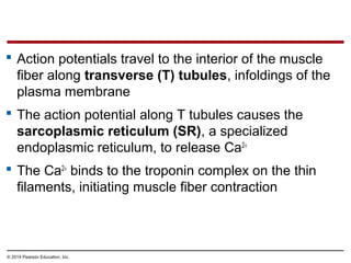 © 2014 Pearson Education, Inc.
 Action potentials travel to the interior of the muscle
fiber along transverse (T) tubules, infoldings of the
plasma membrane
 The action potential along T tubules causes the
sarcoplasmic reticulum (SR), a specialized
endoplasmic reticulum, to release Ca2+
 The Ca2+
binds to the troponin complex on the thin
filaments, initiating muscle fiber contraction
 