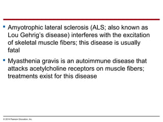 © 2014 Pearson Education, Inc.
 Amyotrophic lateral sclerosis (ALS; also known as
Lou Gehrig’s disease) interferes with the excitation
of skeletal muscle fibers; this disease is usually
fatal
 Myasthenia gravis is an autoimmune disease that
attacks acetylcholine receptors on muscle fibers;
treatments exist for this disease
 