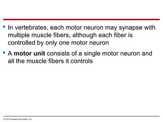 © 2014 Pearson Education, Inc.
 In vertebrates, each motor neuron may synapse with
multiple muscle fibers, although each fiber is
controlled by only one motor neuron
 A motor unit consists of a single motor neuron and
all the muscle fibers it controls
 