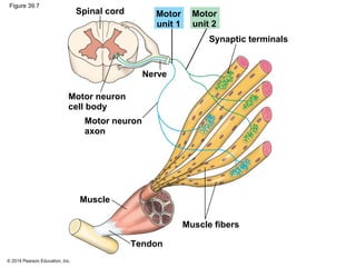 © 2014 Pearson Education, Inc.
Figure 39.7
Synaptic terminals
Spinal cord
Motor neuron
cell body
Motor neuron
axon
Motor
unit 1
Motor
unit 2
Nerve
Muscle fibers
Muscle
Tendon
 