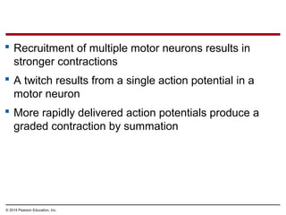 © 2014 Pearson Education, Inc.
 Recruitment of multiple motor neurons results in
stronger contractions
 A twitch results from a single action potential in a
motor neuron
 More rapidly delivered action potentials produce a
graded contraction by summation
 