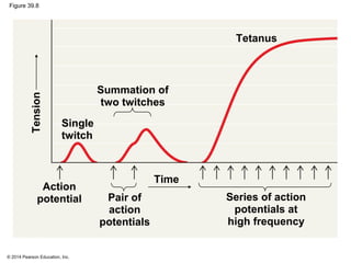 © 2014 Pearson Education, Inc.
Figure 39.8
TetanusTension
Summation of
two twitches
Single
twitch
Time
Action
potential Pair of
action
potentials
Series of action
potentials at
high frequency
 