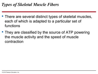 © 2014 Pearson Education, Inc.
Types of Skeletal Muscle Fibers
 There are several distinct types of skeletal muscles,
each of which is adapted to a particular set of
functions
 They are classified by the source of ATP powering
the muscle activity and the speed of muscle
contraction
 