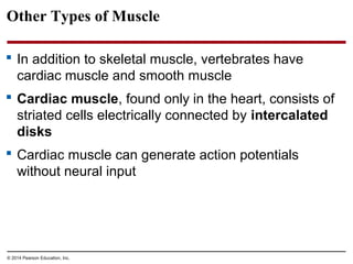 © 2014 Pearson Education, Inc.
Other Types of Muscle
 In addition to skeletal muscle, vertebrates have
cardiac muscle and smooth muscle
 Cardiac muscle, found only in the heart, consists of
striated cells electrically connected by intercalated
disks
 Cardiac muscle can generate action potentials
without neural input
 