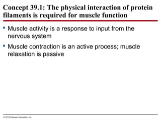 © 2014 Pearson Education, Inc.
Concept 39.1: The physical interaction of protein
filaments is required for muscle function
 Muscle activity is a response to input from the
nervous system
 Muscle contraction is an active process; muscle
relaxation is passive
 