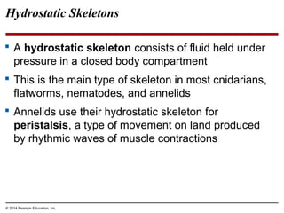 © 2014 Pearson Education, Inc.
Hydrostatic Skeletons
 A hydrostatic skeleton consists of fluid held under
pressure in a closed body compartment
 This is the main type of skeleton in most cnidarians,
flatworms, nematodes, and annelids
 Annelids use their hydrostatic skeleton for
peristalsis, a type of movement on land produced
by rhythmic waves of muscle contractions
 