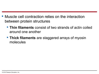 © 2014 Pearson Education, Inc.
 Muscle cell contraction relies on the interaction
between protein structures
 Thin filaments consist of two strands of actin coiled
around one another
 Thick filaments are staggered arrays of myosin
molecules
 