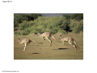 © 2014 Pearson Education, Inc.
Figure 39.14
 