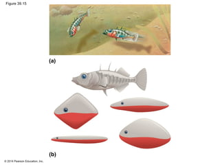 © 2014 Pearson Education, Inc.
Figure 39.15
(a)
(b)
 