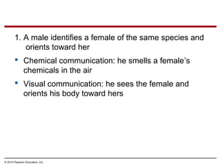 © 2014 Pearson Education, Inc.
1. A male identifies a female of the same species and
orients toward her
 Chemical communication: he smells a female’s
chemicals in the air
 Visual communication: he sees the female and
orients his body toward hers
 