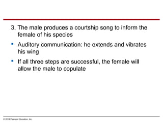 © 2014 Pearson Education, Inc.
3. The male produces a courtship song to inform the
female of his species
 Auditory communication: he extends and vibrates
his wing
 If all three steps are successful, the female will
allow the male to copulate
 